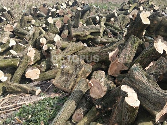 European Olive Logs.