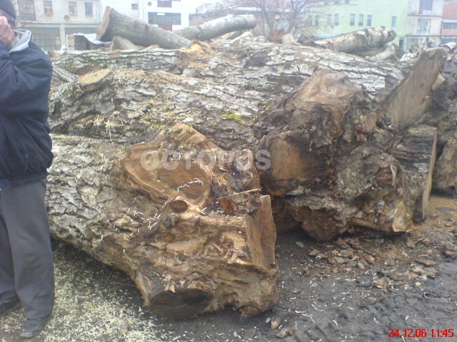Walnut Gunstock Logs